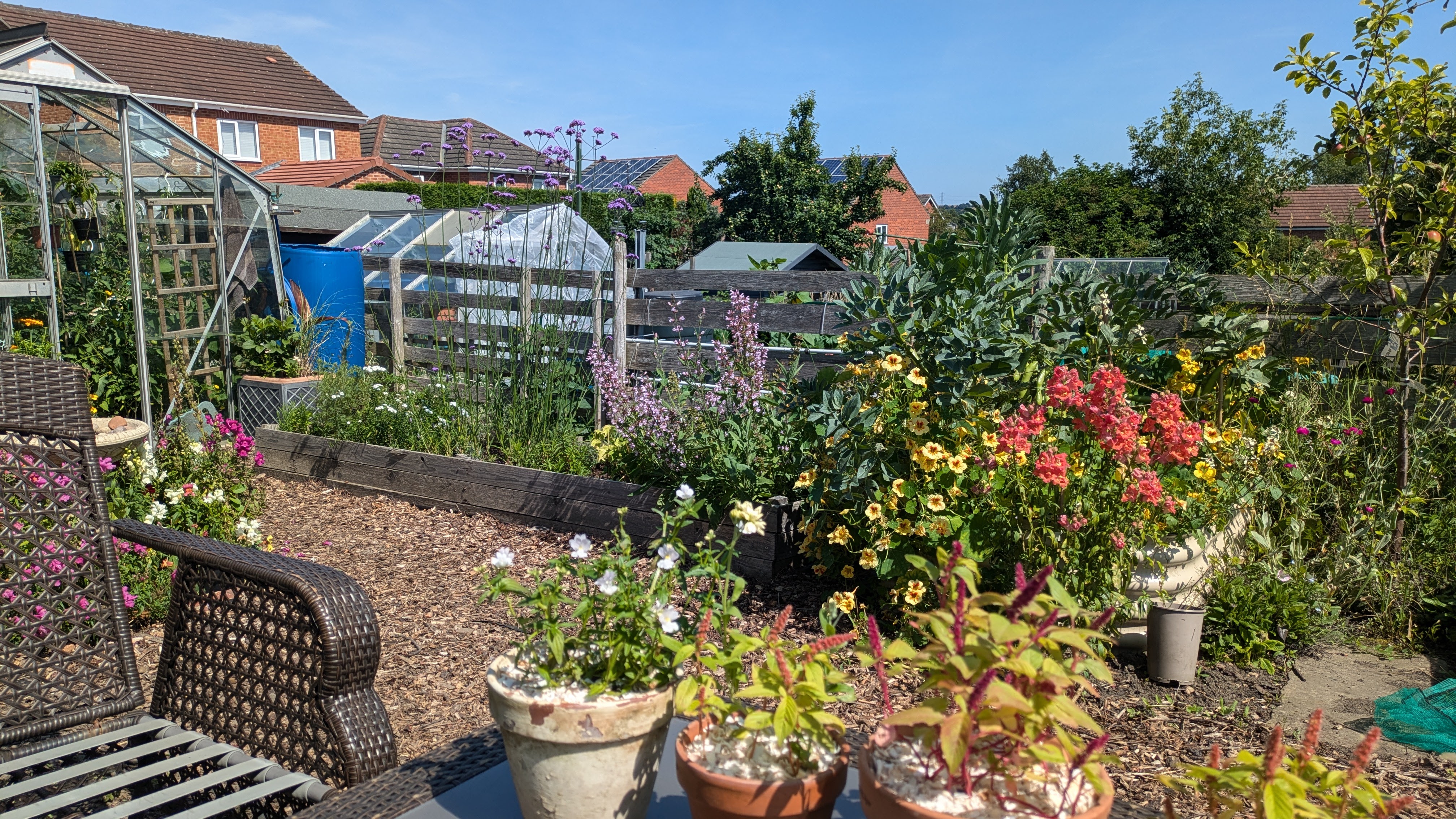 Wide view across the allotment