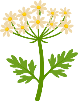 Achillea sprite
