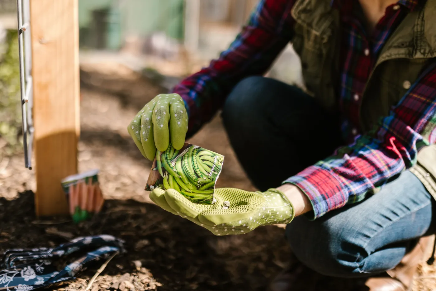 Sowing pea seeds from a seed packet into a garden bed